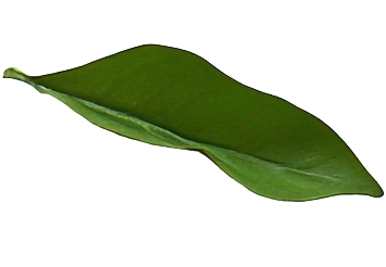 leaf-2