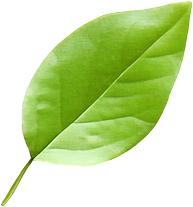 leaf-3