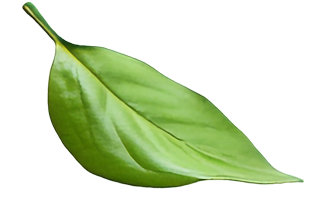 leaf-5